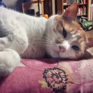 Meet your Posher, Cassandra